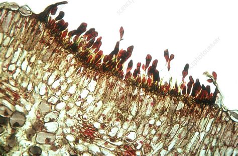 Puccinia graminis, LM - Stock Image - C050/3044 - Science Photo Library