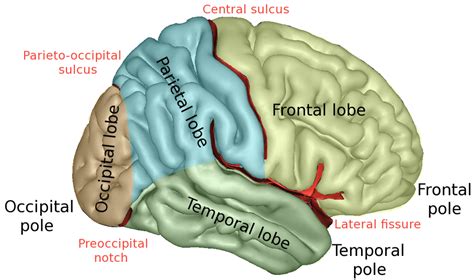 Difference Between Sulcus and Fissure | Definition, Facts, Types ...