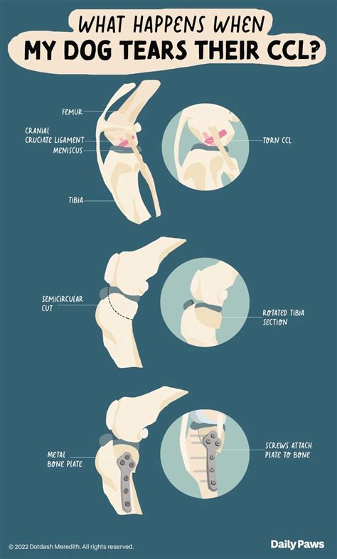 Torn ACL or CCL in Dogs: Symptoms, Treatment, and Prevention