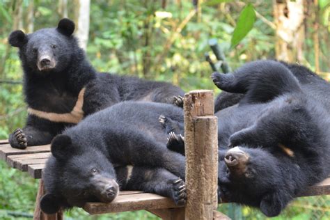 On a mega reserve in Laos, rescued moon bears find a new home