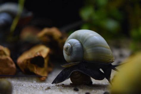 How to Hatch Mystery Snail Eggs - 5 Simple Steps! | Hepper