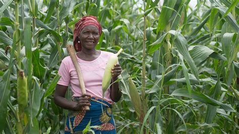 Babban Gona is helping Nigerian farmers expand their business | CNN