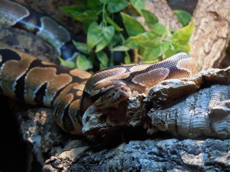 Free Images : nature, wildlife, fauna, licked, snake, vertebrate, python, constrictor, macro ...