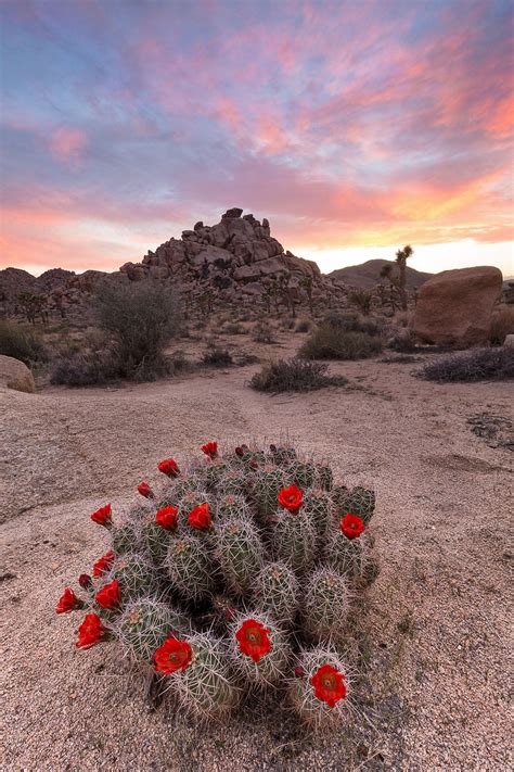 Joshua Ruby (vertical) - Joshua National Park at sunset with a blooming ...