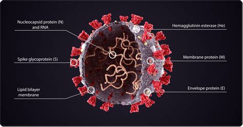 Researchers stabilize the closed SARS-CoV-2 spike trimer