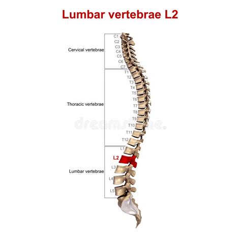 Lumbar Vertebrae L2 stock illustration. Illustration of bones - 81728548