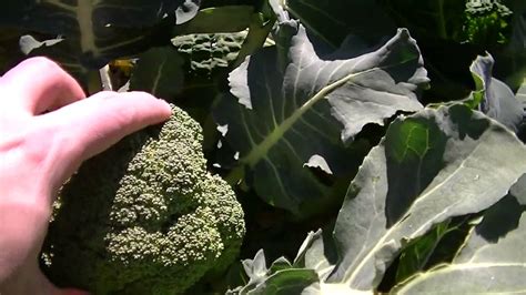 Broccoli Varieties - YouTube