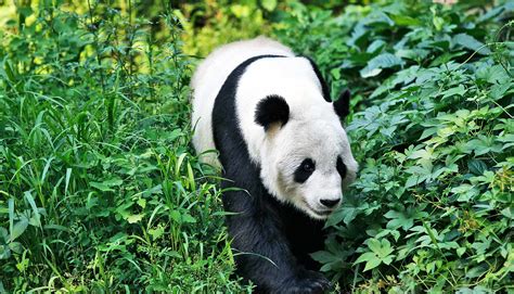 Fragmented habitat threatens giant pandas - Futurity