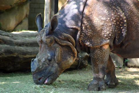 Berlin Zoo Indian Rhinoceros by oskila on DeviantArt