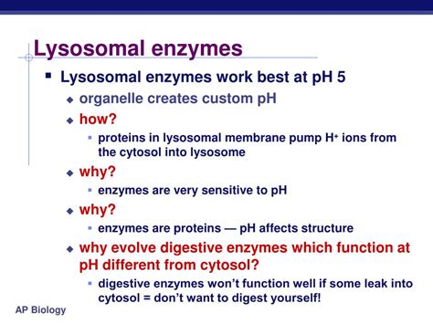 PPT - Lysosomes PowerPoint Presentation, free download - ID:4054380