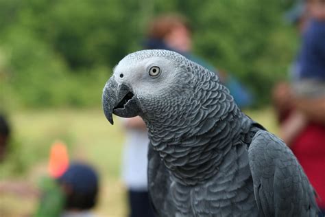 Bird Snatching Bandits Kidnap African Grey Parrot to Near Extinction in ...