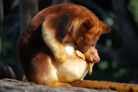 Turns Out Tree-Kangaroos Exist, And It’s Impossible To Scroll Down This List Without Smiling