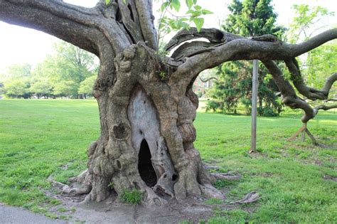 Tower Grove Park’s ‘Keebler Elf Tree’ to be removed this summer | FOX 2