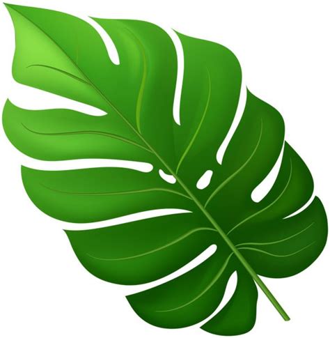 Tropical Leaf PNG Clipart in 2023 | Tropical leaves, Clip art, Leaves