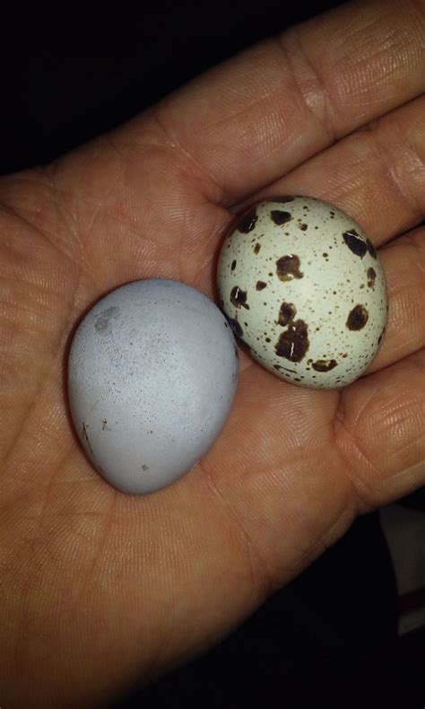 Blue Quail Eggs?! With Picture | Page 2 | BackYard Chickens - Learn How ...