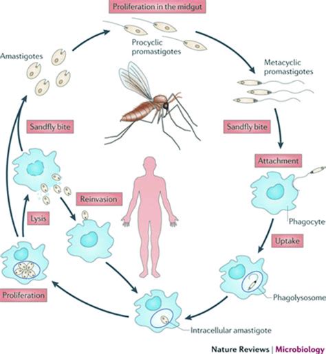 1 Leishmania donovani life cycle. The sandfly (top) and mammalian stage... | Download Scientific ...