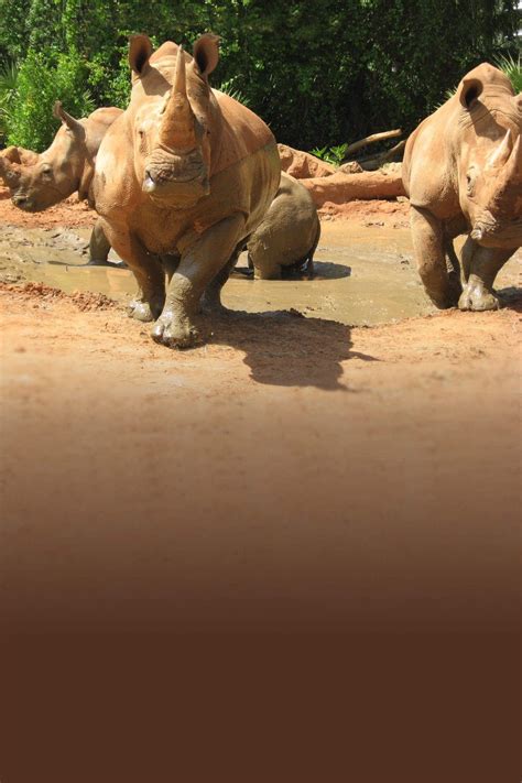 Southern White Rhinoceros