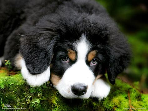 Bernese Mountain Dog wallpaper | 1600x1200 | #45704