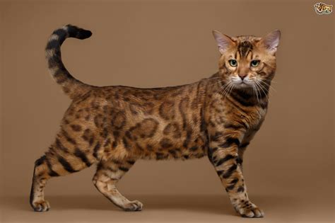 Bengal Cat Breed | Facts, Highlights & Buying Advice | Pets4Homes