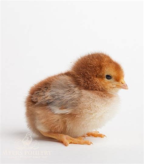 Rhode Island Red Chickens | Shop Online | Myers Poultry