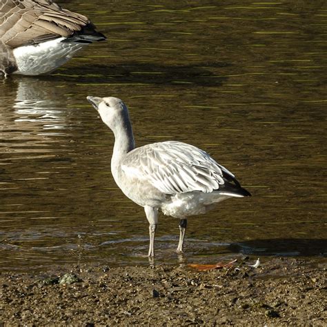 On the Subject of Nature: Snow Goose in the Athens!