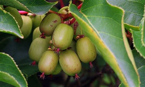 Gardens: grow your own mini kiwis | James Wong | Gardening advice, Edible garden, Kiwi vine