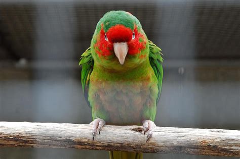 Mitred Conure Species Profile