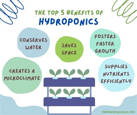 The Top 5 Benefits Of Hydroponics - The Hydroponics Guru