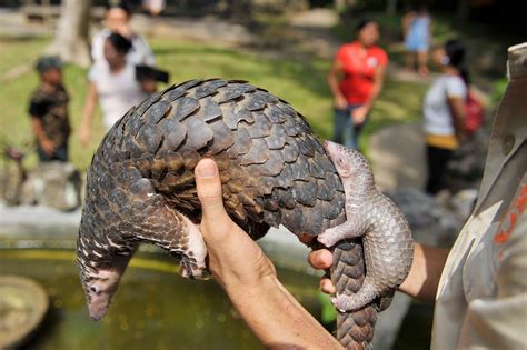 Sciency Thoughts: Malayan Pangolin classified as Critically Endangered.