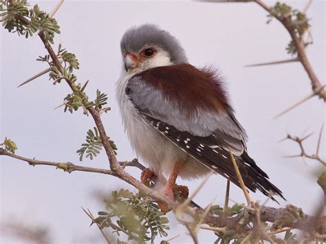 Pygmy Falcon - eBird