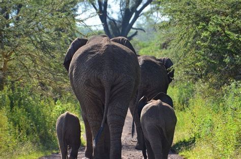 Family of Elephants in Ngorongoro Crater, Tanzania