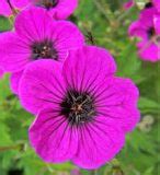 GERANIUM PSILOSTEMON FLOURESCENT ELECTRIC PINK BLACK STAR CENTRE FLOWERS RARE COLLECTORS ...