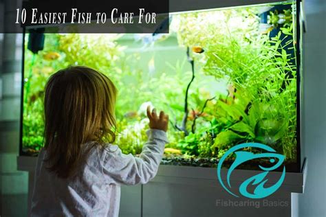 10 Easiest Fish to Care For-Revealed – Fish Caring Basics