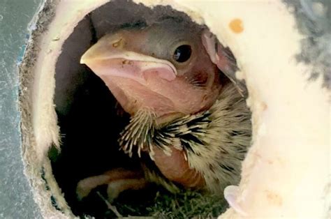 Cowbird chicks do best with two warbler nest mates—not four, not zero ...