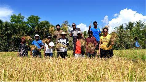 Change People’s Lives Through Organic Rice Farming | United Nations ...