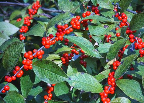 Winterberry Holly (Ilex verticillata)