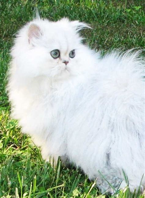 persian cat personality : Biological Science Picture Directory ...