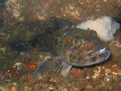 Lingcod - What to know, when & where to get it — Monterey Bay Fisheries Trust