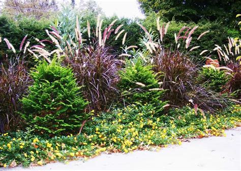 Purple Fountain Grasses For Landscaping | Fountain grass, Ornamental grasses, Rock garden ...