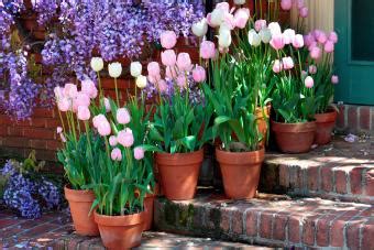 How to Plant and Care for Potted Tulips | LoveToKnow