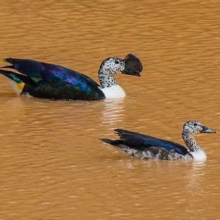 Anatinae | WikiAves - A Enciclopédia das Aves do Brasil