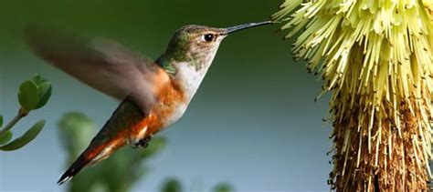 Uncovering the rufous hummingbird migration - The Wildlife Society