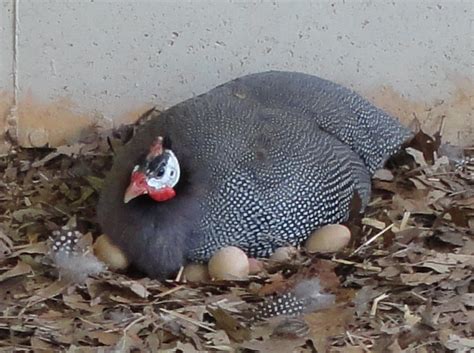 Rearing, Incubation and brooding Guinea Fowl | The Poultry Guide