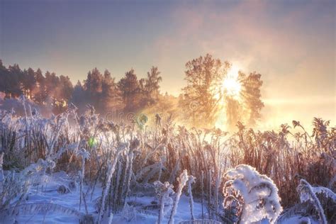 Winter Landscape In Pink Sunlight At Morning Sunrise. Scenery Winter ...