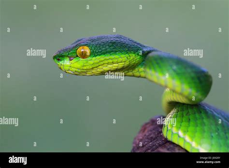 Side view of a viper snake head hi-res stock photography and images - Alamy