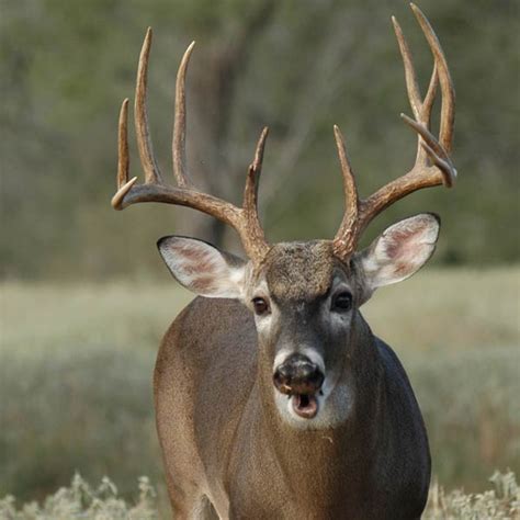 Deer Vision: Avoid Being Seen - North American Whitetail