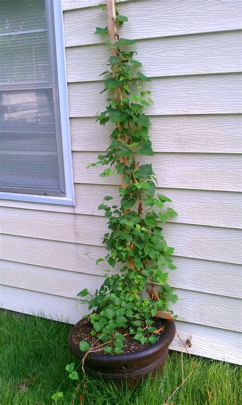 FatCat Kansas City: Hops in Containers update 08/24/2011