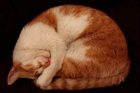 Why do cats curl up in a ball when they sleep? – petsKB