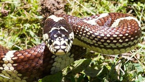 Common kingsnake FAQ Guide on Food, Habitat, Size, Lifespan and Predators - Reptile Training