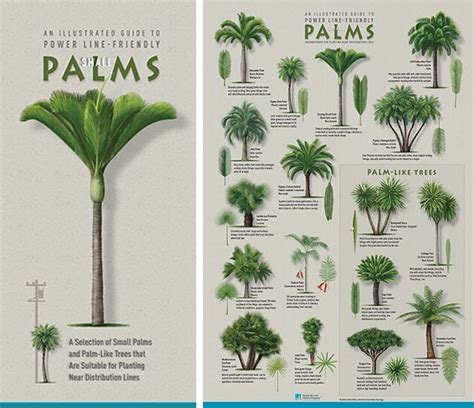 Plant the right tree in the right place | 1000 | Palm tree plant, Palm tree types, Palm trees ...